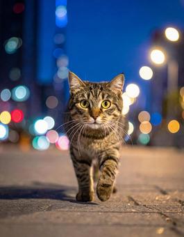 大都市・猫の夜廻りの写真