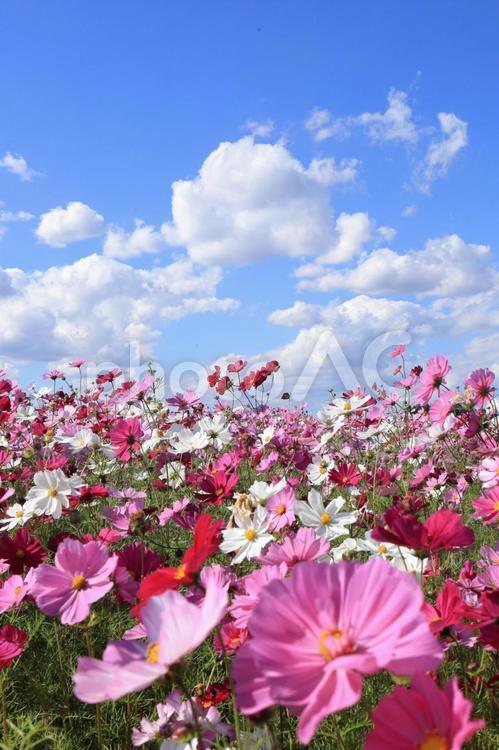 青空とコスモス畑 コスモス,１０月,秋の写真素材