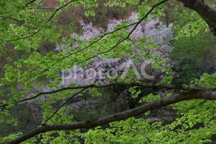 さくらと深緑⑥ 桜,ピンク,クローズアップの写真素材