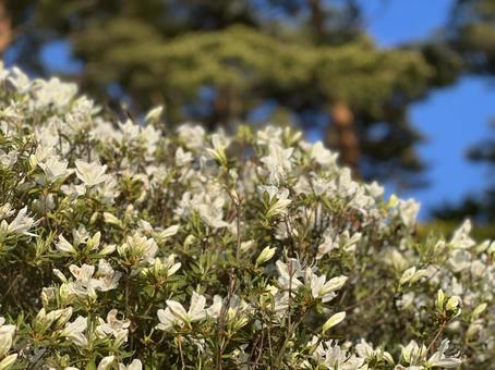 白いツツジの写真