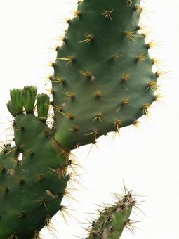 Photo, prick's cactus, cactus, foreign species, 