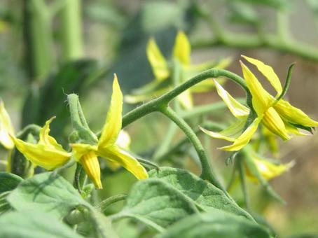 花 植物 花 植物 トマト,野菜,花の写真素材