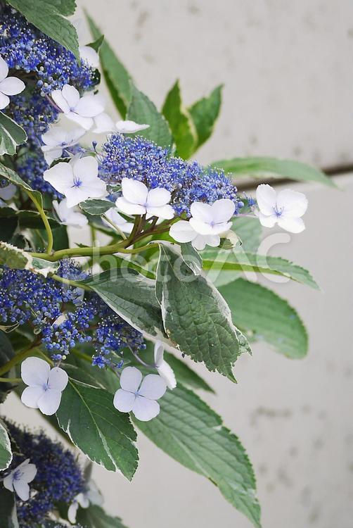 ガクアジサイ あじさい,紫陽花,アジサイの写真素材
