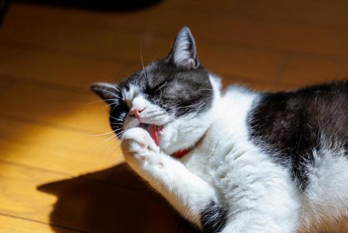 顔を洗う猫 顔を洗う猫 マンチカン,顔を洗う,毛づくろいの写真素材