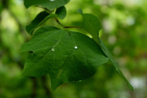 雨 雨の写真