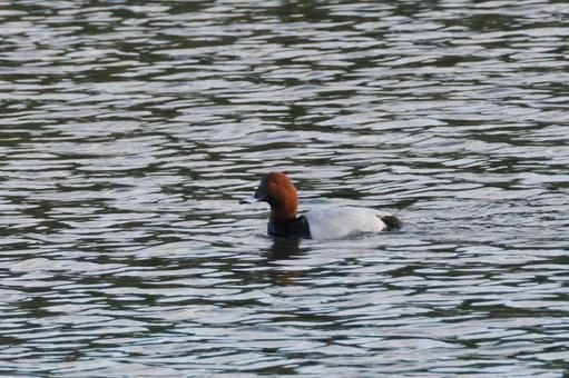 ホシハジロ⑸の写真