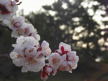夕方の桜の写真