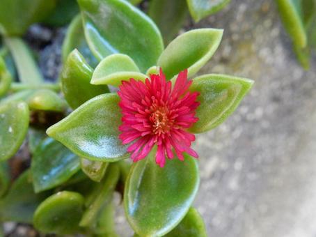 【花の写真】ハナツルソウ(花蔓草) 【花の写真】ハナツルソウ(花蔓草)の写真