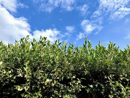 秋空と茶葉とお茶の花 秋空と茶葉とお茶の花 茶畑,茶葉,お茶の花の写真素材
