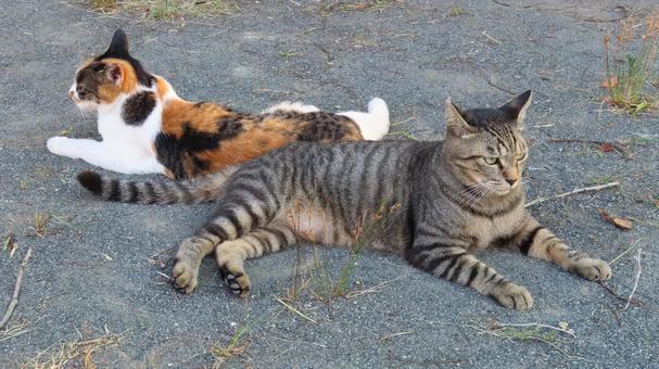 寄り添って寛ぐラブラブで可愛い三毛猫たち 三毛猫,猫,キジトラの写真素材