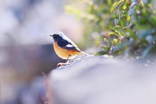 美しい緑の背景とジョウビタキ 美しい緑の背景とジョウビタキ 鳥,ジョウビタキ,冬の写真素材