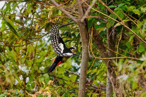 アカゲラ(23) 鳥,アカゲラ,キツツキの写真素材
