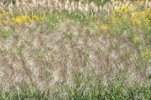 すすきの原 植物,ススキ,河原の写真素材