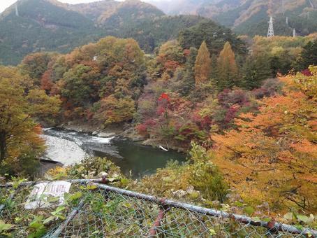 紅葉 紅葉の写真
