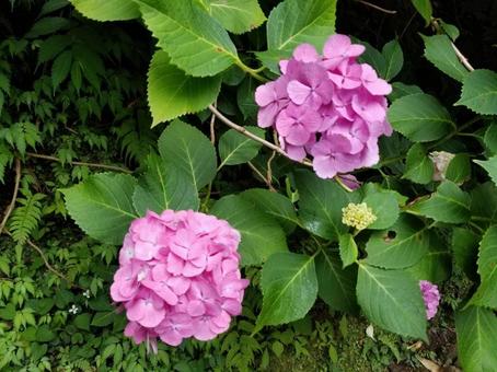 紫陽花 紫陽花の写真