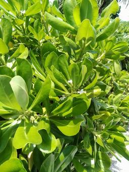 草 緑,葉,葉っぱの写真素材