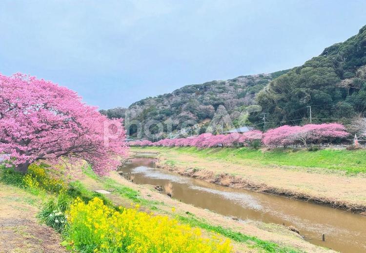 川沿いの桜と菜の花 河津桜,菜の花,みなみの桜と菜の花まつりの写真素材
