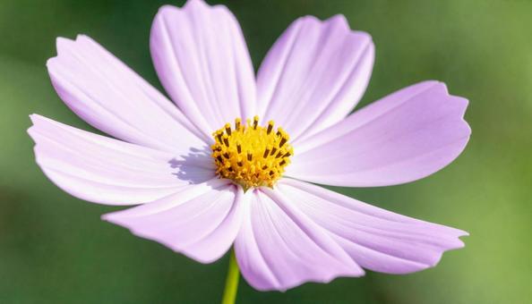 一輪のコスモスの花 一輪のコスモスの花の写真
