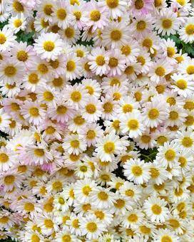 菊4 菊,キク,白の写真素材