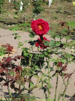 あかきバラの写真