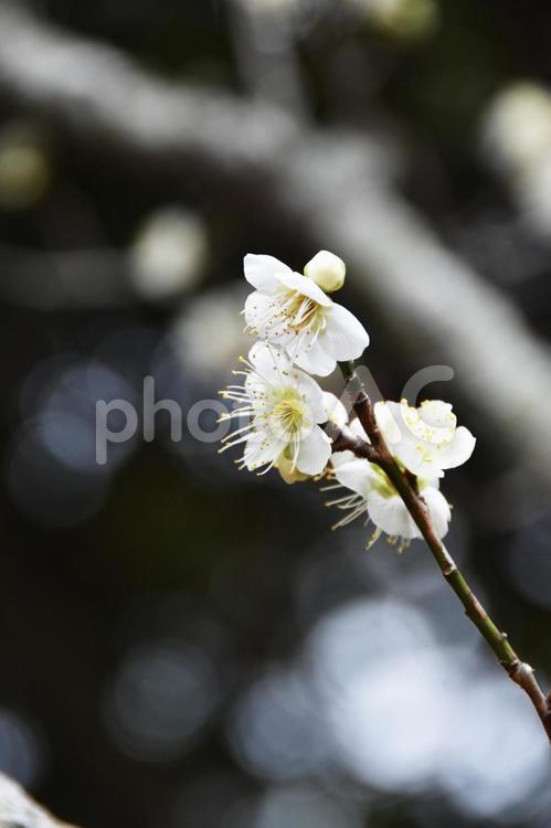 梅（つきかげ・月影） 梅,つきかげ,月影の写真素材