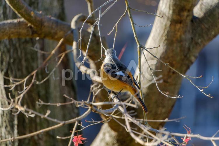 冬木にとまるジョウビタキの雄 ジョウビタキ,鳥,野鳥の写真素材