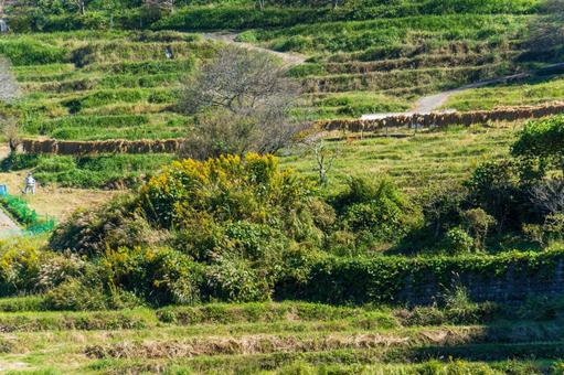 静岡県菊川市　千框(せんがまち)の棚田 日本,静岡県,菊川市の写真素材