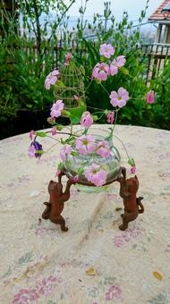 ガーデニングの写真