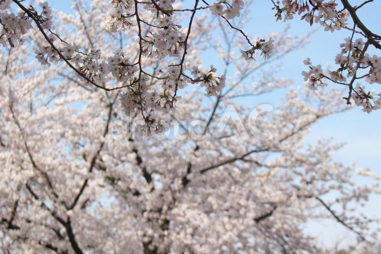 青空と桜 ソメイヨシノ,サクラ,花見の写真素材