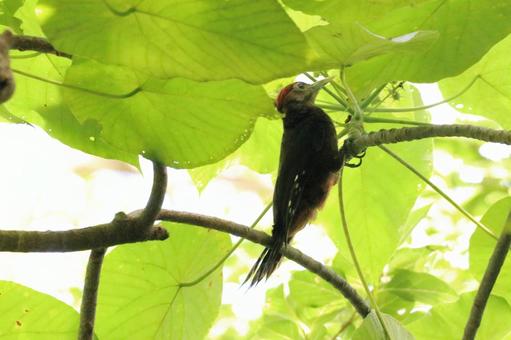 新緑とノグチゲラ やんばるの森 新緑とノグチゲラ やんばるの森の写真