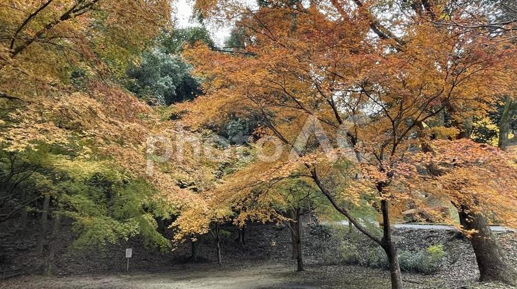 神山森林公園の紅葉 自然,秋,モミジの写真素材