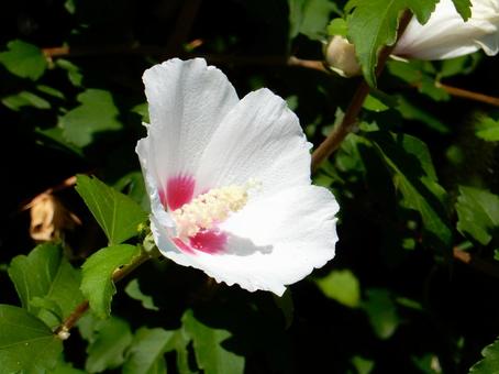 [Flower photo] White Rose of Sharon, JPG