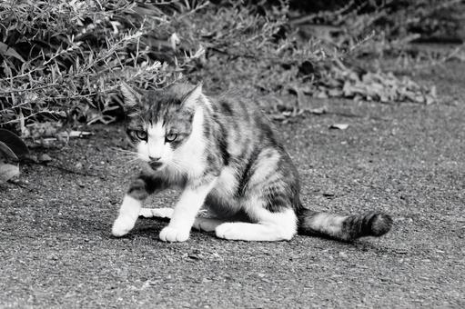 ねこ ねこの写真