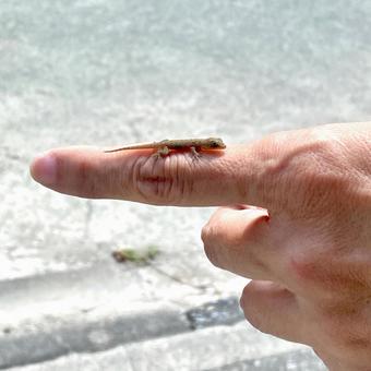 沖縄　やーるー（やもり）の赤ちゃんの写真