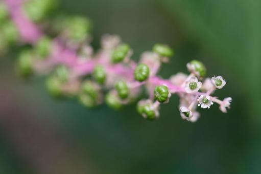Photo, yoshi yamagonbo, weed, mountain grass, 