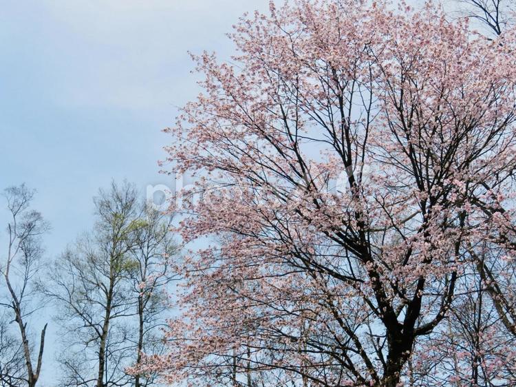 桜の木と空 桜の木と空 風景,桜,木の写真素材