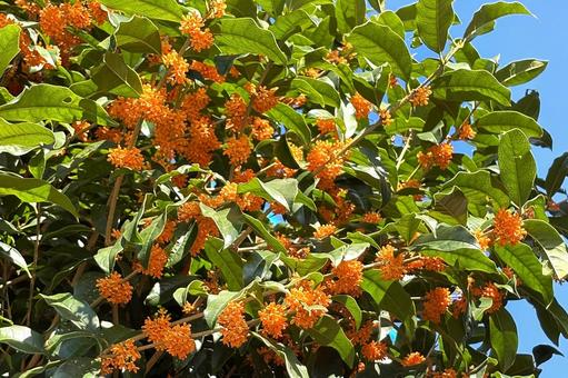 キンモクセイの写真