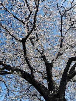 桜 桜の写真