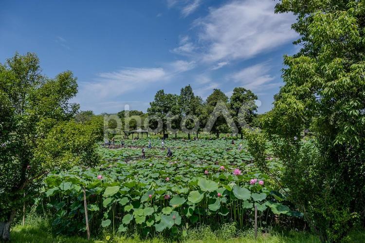 古代蓮の里2025年 蓮,ハス,花の写真素材
