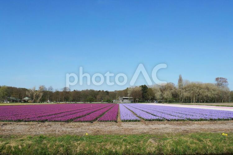 ヒヤシンスの花畑 ヒヤシンス,花畑,密集の写真素材