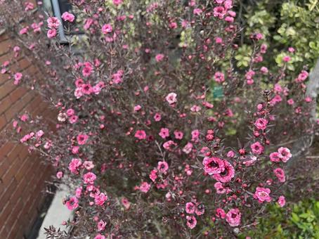 ピンクの花の写真