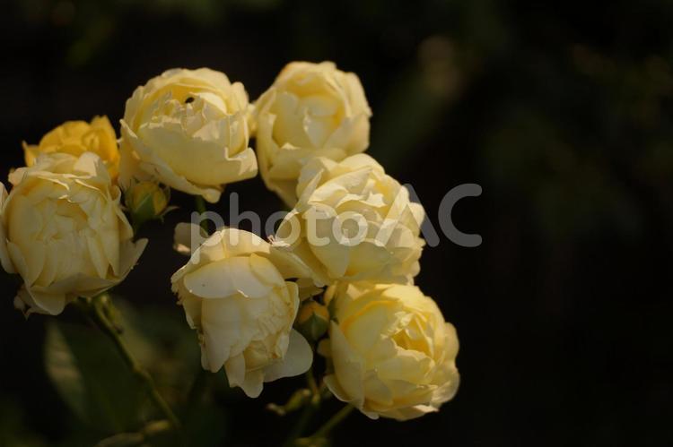 白い薔薇の花 薔薇,白,花の写真素材