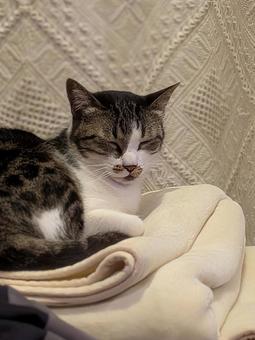 猫 ねこ,ペット,にゃんこの写真素材