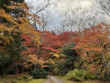 紅葉７ もみじ,紅葉,赤の写真素材