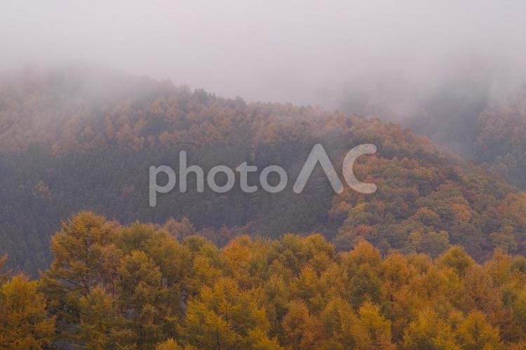 唐松林の紅葉 唐松,紅葉,晩秋の写真素材