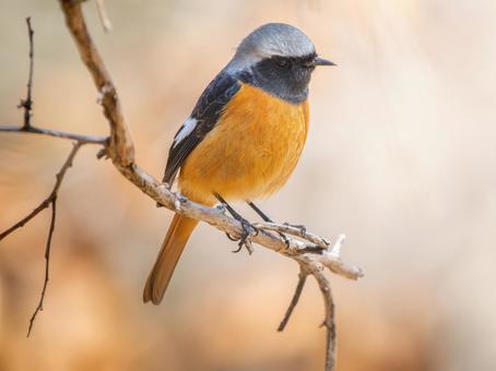 照片, 黄尾鸲, 乔比奥, 雄性daurian redstart, 