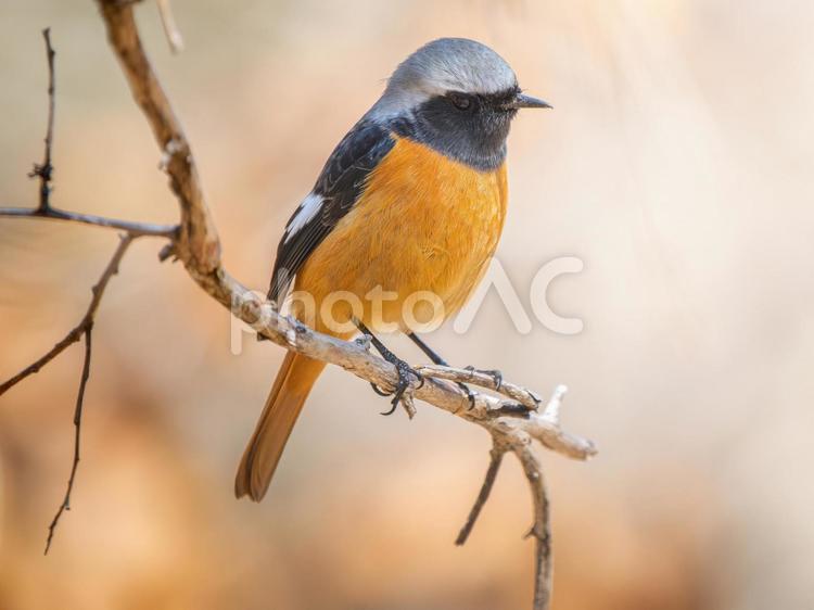 枝にとまるジョウビタキのオス ジョウビタキ,ジョビオ,ジョウビタキのオスの写真素材