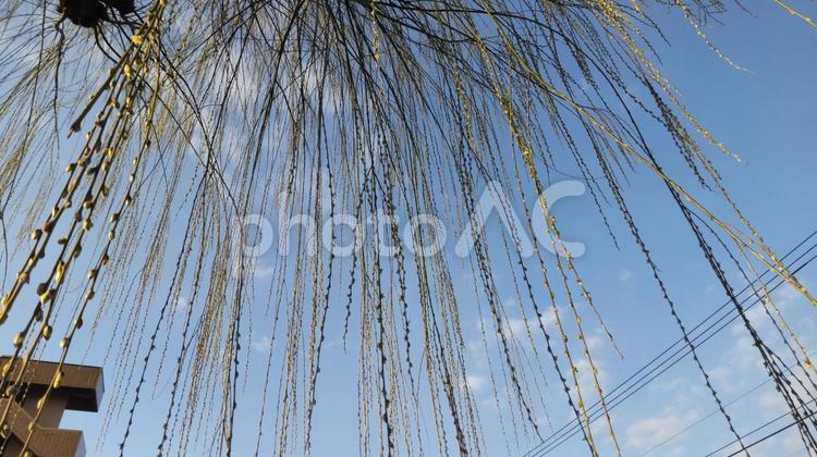 少しづつ大きくなる柳の芽 柳,春,自然の写真素材