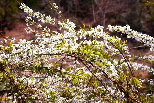 Spring white flowers, JPG Spring white flowers, JPG