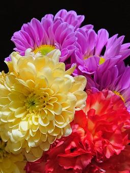 仏花〜拡大写真 仏花,花,植物の写真素材